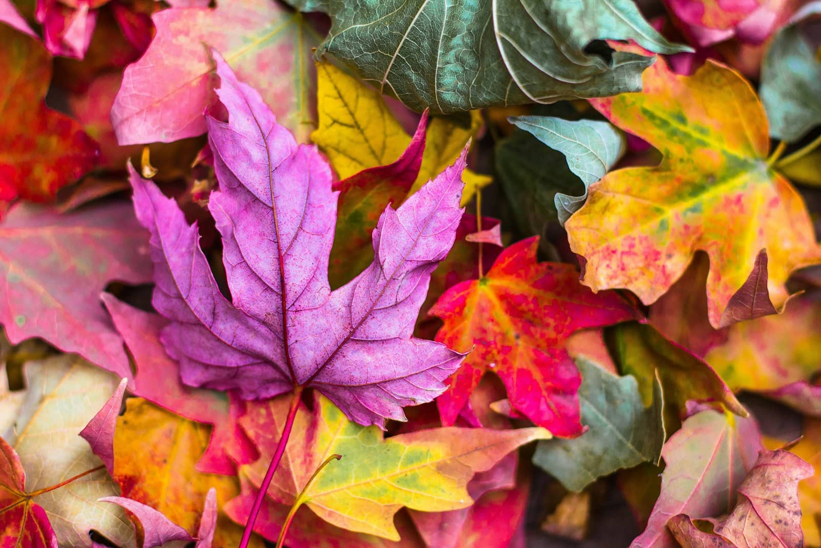 Autumn leaves — the crowded fall 2026 game release season